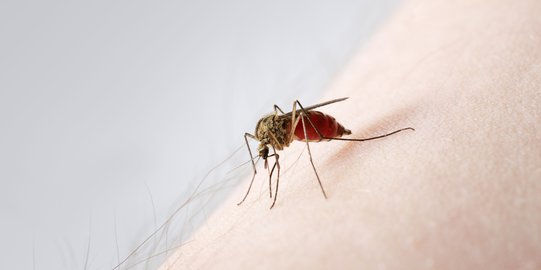 Atasi Gatal-gatal Akibat Gigitan Nyamuk Dengan 2 Bahan Alami Ini